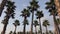 Panorama palm trees on blue sky background.