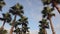 Panorama palm trees on blue sky background.