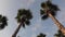 Panorama palm trees on blue sky background.