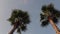 Panorama palm trees on blue sky background.