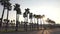 Panorama palm trees on blue sky background.