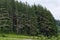 Panorama of path and green coniferous forest, Vitosha mountai