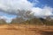 A panorama photo of empty almond trees growing in red orange dry soil in a field next to a farm. Shot in summertime during travel