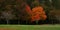 Panorama photo of trees in Autumn