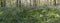 Panorama picture of the bluebells Mertensia virginica in the hyacinth forest, park Ockenburg near the Hague, Netherlands