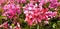 Panorama of pink flowers of pelargonium graveolens