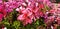 Panorama of pink flowers of pelargonium graveolens