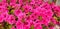 Panorama of pink Petunia flowers