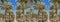 Panorama. Plantation of date palms, Middle East