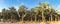 Panorama, plantation of date palms near Eilat