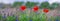 Panorama, Poppies, corn poppy, field flowers