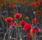 Panorama of poppies and wild flowers, selective color, red and b