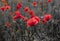 Panorama of poppies and wild flowers, selective color, red and b