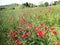panorama of poppy fields and a beautiful church in the background in the alpine part of Italy
