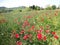 panorama of poppy fields and a beautiful church in the background in the alpine part of Italy