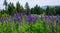 Panorama of purple lupine flowering in the foreground with golf course and evergreen trees in background