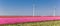 Panorama of purple tulip fields and wind turbines in Noordoostpolder