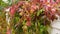 Panorama of a railing entwined with wild grapes. Old Castle in neo Gothic style