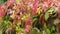 Panorama of a railing entwined with wild grapes. Old Castle in neo Gothic style