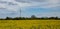 Panorama of a rapeseed field with 2 birds and a windmill