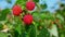 Panorama of a raspberries on the branch on the background of a blue sky