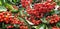 Panorama of red berries Pyracantha