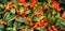 Panorama of red berries Pyracantha or Cotoneaster