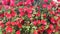 Panorama of red flowers Callistemon