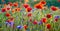 Panorama of red poppies