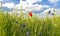 Panorama of red poppies,sunset over the May meadow