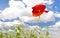 Panorama of red poppies,sunset over the May meadow