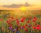 Panorama of red poppies,sunset over the May meadow