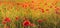 Panorama of red poppies,sunset over the May meadow