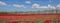 Panorama of red tulips along a treeline
