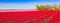 Panorama of red vibrant tulip flowers in Noordoostpolder