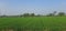 Panorama rice field