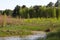 Panorama river with reed on northern part of Ukraine, Sumy region. Riparian vegetation Salix sp. Flooded meadow