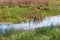 Panorama river with reed on northern part of Ukraine, Sumy region. Riparian vegetation Salix sp. Flooded meadow