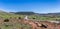 Panorama of a road through the landscape of Castilla y Leon, Spa