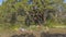 Panorama Rocks beneath tall lush tress against vibrant blue sky on a sunny day