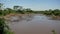 Panorama rookery herd of wild hippos in the African Mara river with brown water
