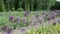 Panorama of round decorative garlic flower buds move in wind.