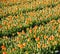 panorama of rows orange tulip flower field holland netherlands