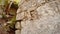 Panorama of a ruined wall in the ruins of the ancient city of Olympos in a forest in the Mediterranean Sea region