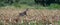 Panorama of a running deer in a freshly mowed corn field with forest in the background. long cover or social media