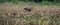 Panorama of a running deer in a freshly mowed corn field with forest in the background. long cover or social media