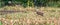 Panorama of a running deer in a freshly mowed corn field with forest in the background. long cover or social media