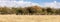 Panorama of running wildebeest in the Masai Mara