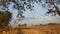 panorama of rural indian dry grassy farm land stretching out under a cloud filled sky with native trees, gujrat, india