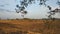 panorama of rural indian dry grassy farm land stretching out under a cloud filled sky with native trees, gujrat, india